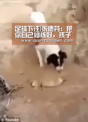 足球下注|张德芬:把你自己修炼好,孩子就没问题啦~(图2) 足球下注平台